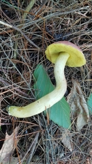 Boletus miniato-olivaceus
