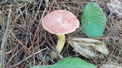 Boletus miniato-olivaceus
