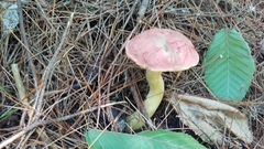 Boletus miniato-olivaceus