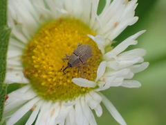 Odontocorynus umbellae