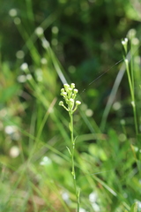 Platanthera blephariglottis blephariglottis