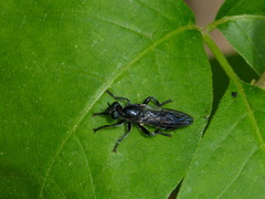 Laphria canis