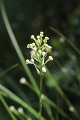 Platanthera blephariglottis blephariglottis
