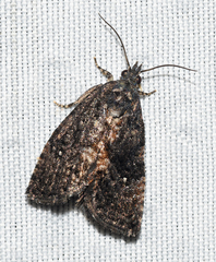 Gymnandrosoma punctidiscanum