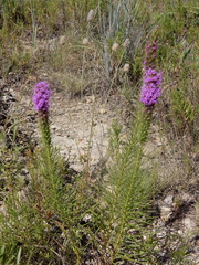 Liatris aestivalis