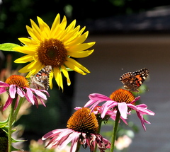 Vanessa cardui