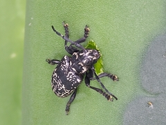 Acanthoderes funeraria