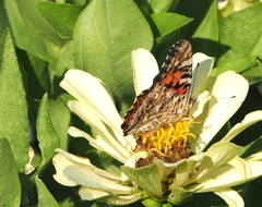 Vanessa cardui