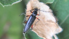 Stenosphenus sobrius