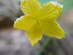 Momordica charantia