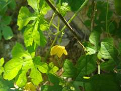 Momordica charantia