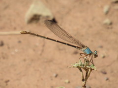 Argia