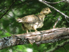 Dendragapus fuliginosus