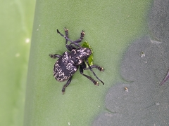Acanthoderes funeraria