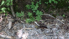 Anemonastrum canadense