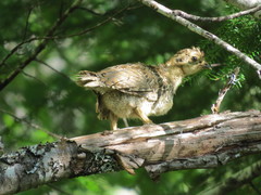 Dendragapus fuliginosus