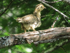 Dendragapus fuliginosus