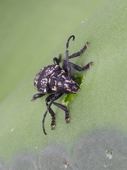 Acanthoderes funeraria