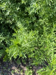Artemisia vulgaris