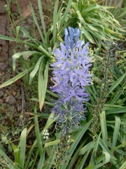 Camassia cusickii