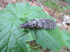 Dysmicohermes disjunctus