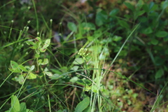 Platanthera blephariglottis blephariglottis