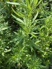 Artemisia vulgaris