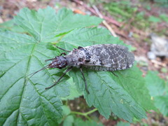 Dysmicohermes disjunctus