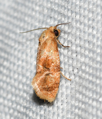 Cochylis bucera