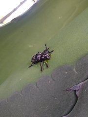 Acanthoderes funeraria