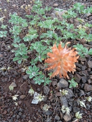 Trifolium macrocephalum