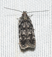Chionodes bicostomaculella
