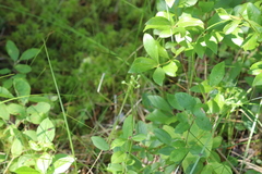 Platanthera blephariglottis blephariglottis