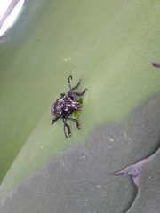 Acanthoderes funeraria