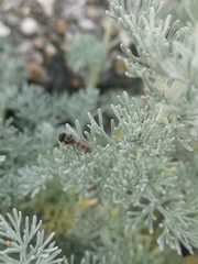 Platycheirus scutatus