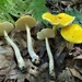 Peck's Yellow Dust Amanita - Photo (c) noah_siegel, some rights reserved (CC BY-NC-SA), uploaded by noah_siegel