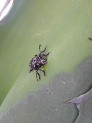 Acanthoderes funeraria