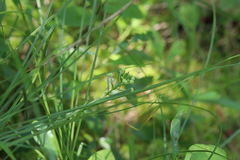 Platanthera blephariglottis blephariglottis