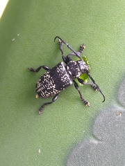 Acanthoderes funeraria