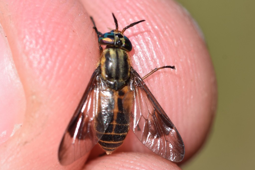 Chrysops lateralis