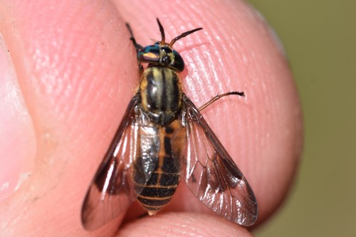 Yellow-sided Deer Fly