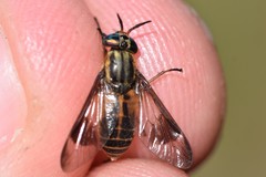 Chrysops lateralis