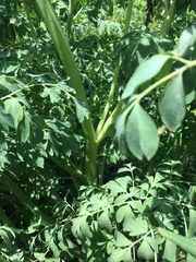 Corydalis caseana brandegeei