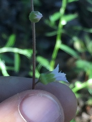Lithophragma tenellum