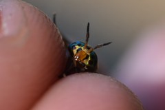 Chrysops lateralis