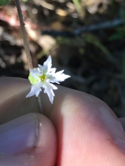 Lithophragma tenellum