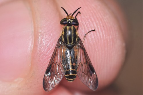 Sherman's Deer Fly