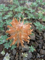 Trifolium macrocephalum
