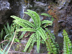 Asplenium viride image