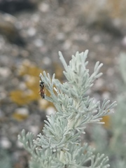 Diplazon laetatorius